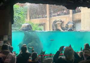 Uczniowie obserwują kąpiel słoni