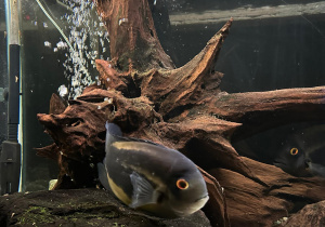 Fotografia przedstawiająca gatunek ryby pływającej w akwarium łódzkiego zoo