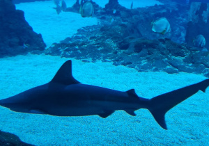 ZOO, ogromne akwarium a w nim pływający rekin.
