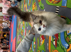 Spotkanie z Fundacją ,,Kocia mama"