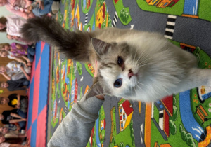 Na zdjęciu kot Laluś, patrzy w aparat. W oddali dzieci, Laluś jest głaskany przez jednego z uczniów.