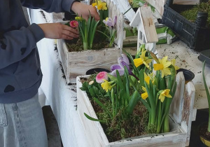 Uczniowie klasy III,, pod okiem" Pani przygotowują swoje wiosenne skrzyneczki.